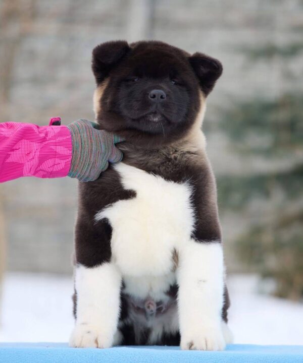 Qurro American Akita Qurro American Akita