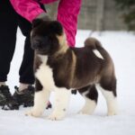 Qurro-male-American-Akita-puppy-for-sale-2