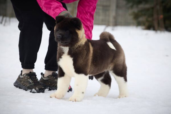 Qurro American Akita Qurro American Akita