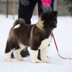 Qurro-male-American-Akita-puppy-for-sale-3