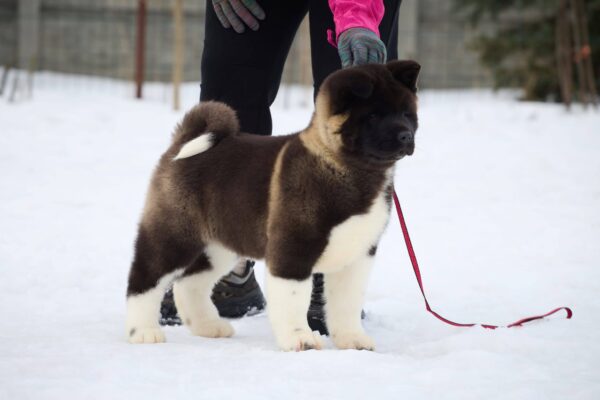 Qurro American Akita Qurro American Akita