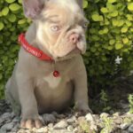 Radiana-female-french-bulldog-puppy-for-sale-1 (1)