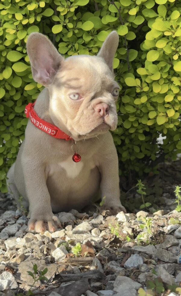 Radiana French Bulldog Radiana French Bulldog