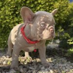 Radiana-female-french-bulldog-puppy-for-sale-1 (2)