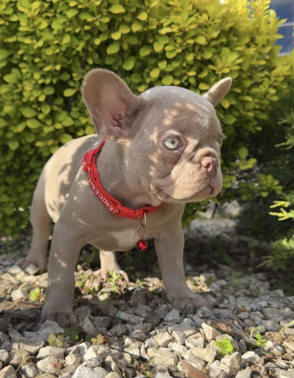 Radiana French Bulldog Radiana French Bulldog