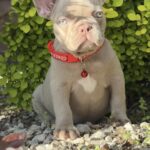 Radiana-female-french-bulldog-puppy-for-sale-1 (3)