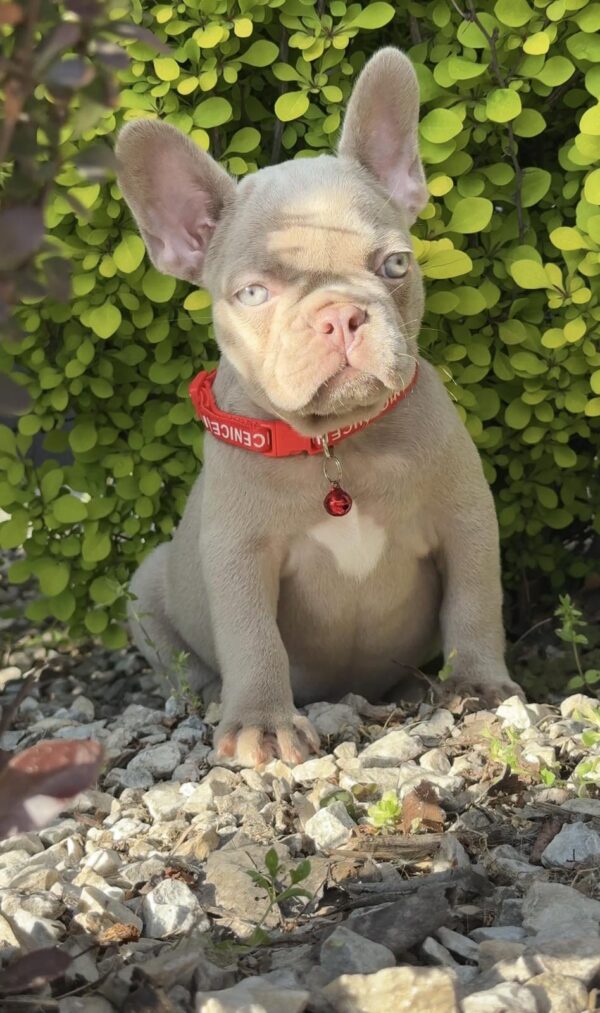 Radiana French Bulldog Radiana French Bulldog