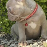 Radiana-female-french-bulldog-puppy-for-sale-1 (4)
