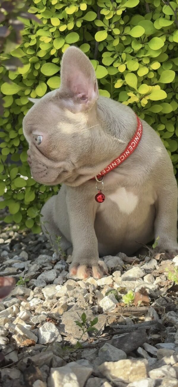 Radiana French Bulldog Radiana French Bulldog