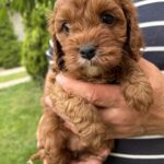 Remy-female-cavapoo-puppy-for-sale- (1)
