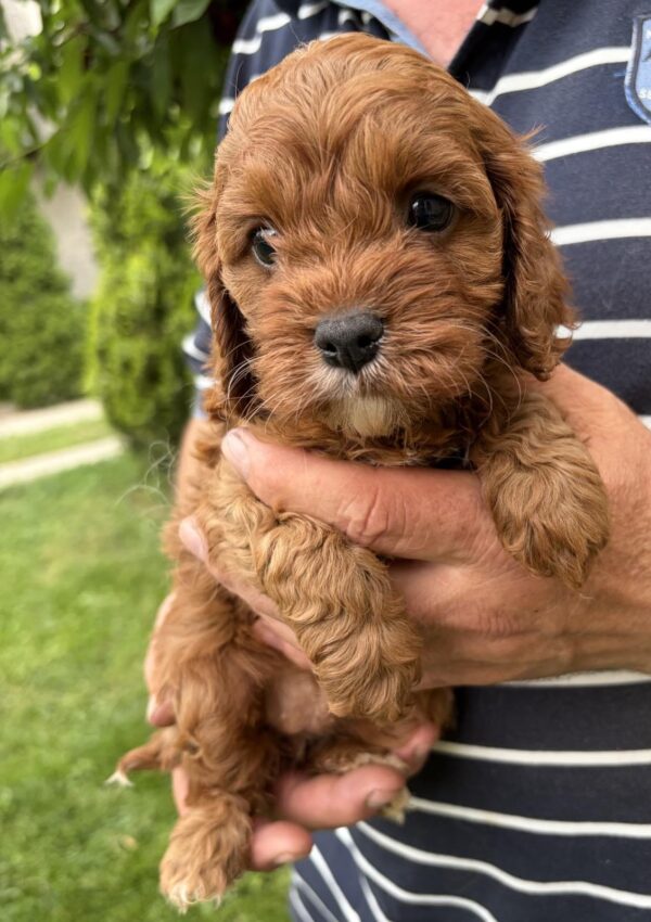 Remy Cavapoo Remy Cavapoo