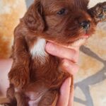 Remy-female-cavapoo-puppy-for-sale- (1)