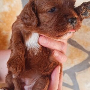 Remy Cavapoo Remy Cavapoo