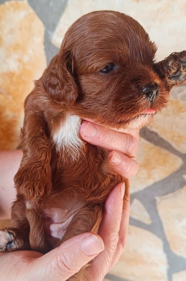 Remy Cavapoo Remy Cavapoo