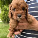 Remy-female-cavapoo-puppy-for-sale- (2)