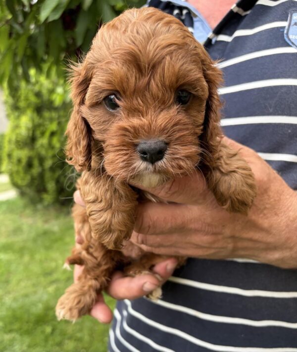 Remy Cavapoo Remy Cavapoo