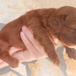 Remy-female-cavapoo-puppy-for-sale- (2)