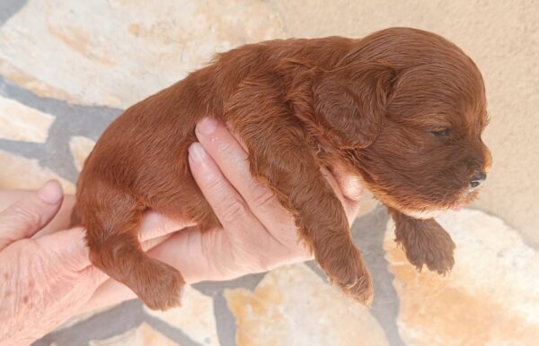 Remy Cavapoo Remy Cavapoo