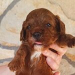 Remy-female-cavapoo-puppy-for-sale- (3)