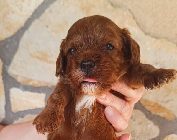 Remy Cavapoo Remy Cavapoo