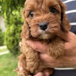 Remy-female-cavapoo-puppy-for-sale- (3)
