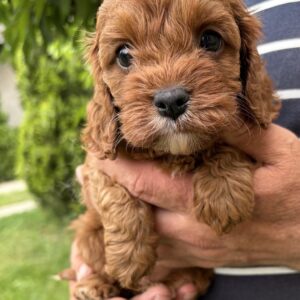 Remy Cavapoo Remy Cavapoo