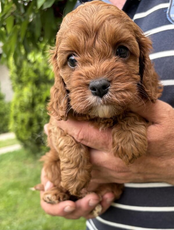 Remy Cavapoo Remy Cavapoo