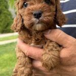 Remy-female-cavapoo-puppy-for-sale- (4)