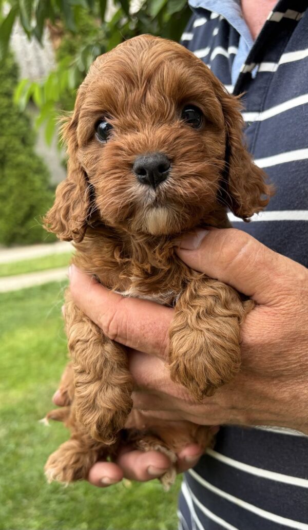 Remy Cavapoo Remy Cavapoo