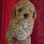 Rhapsody-female-Maltipoo-puppy-for-sale-1