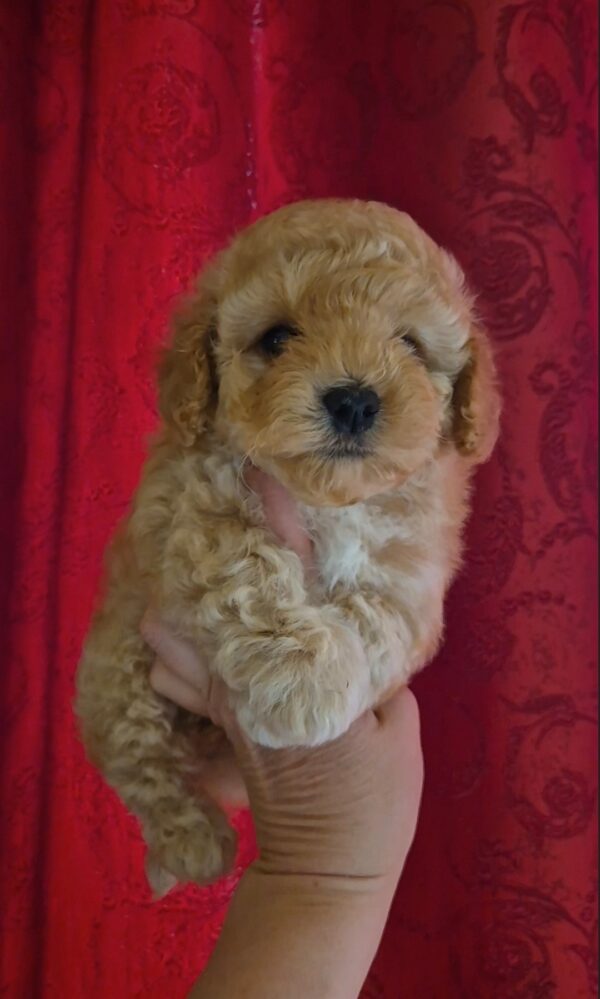 Rhapsody Maltipoo Rhapsody Maltipoo