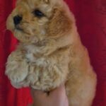 Rhapsody-female-Maltipoo-puppy-for-sale-2