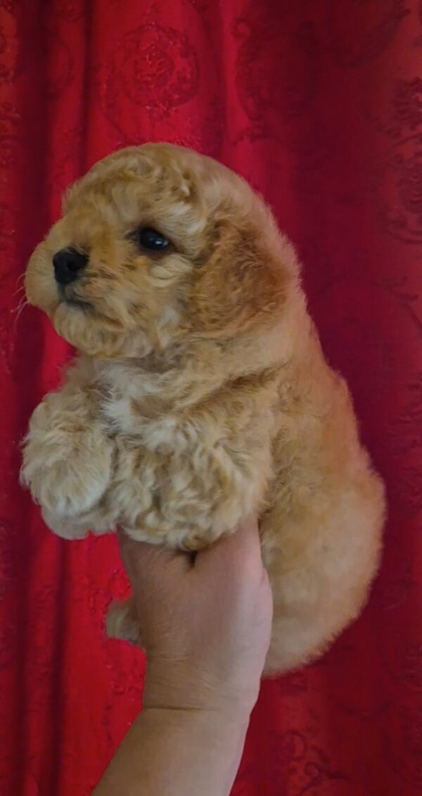 Rhapsody Maltipoo Rhapsody Maltipoo
