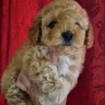 Rhapsody-female-Maltipoo-puppy-for-sale-3