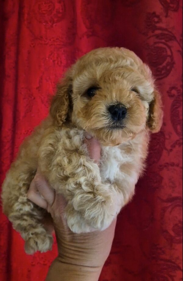 Rhapsody Maltipoo Rhapsody Maltipoo
