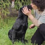 Ricci-male-labrador-retriver-puppy-for-sale-1 (1)