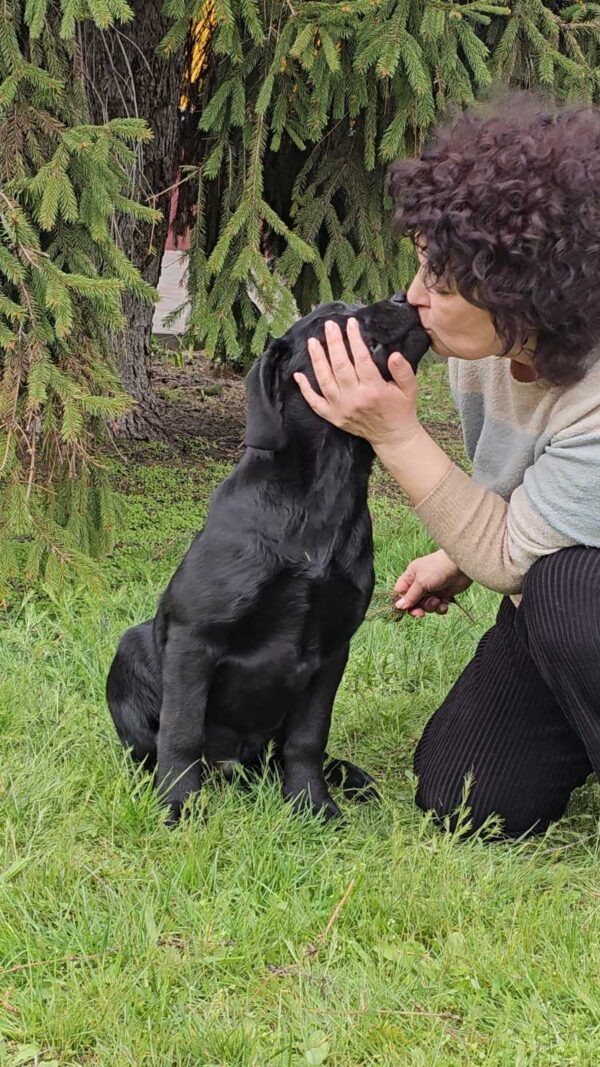 Ricci Labrador Retriever Ricci Labrador Retriever