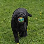 Ricci-male-labrador-retriver-puppy-for-sale-1 (2)
