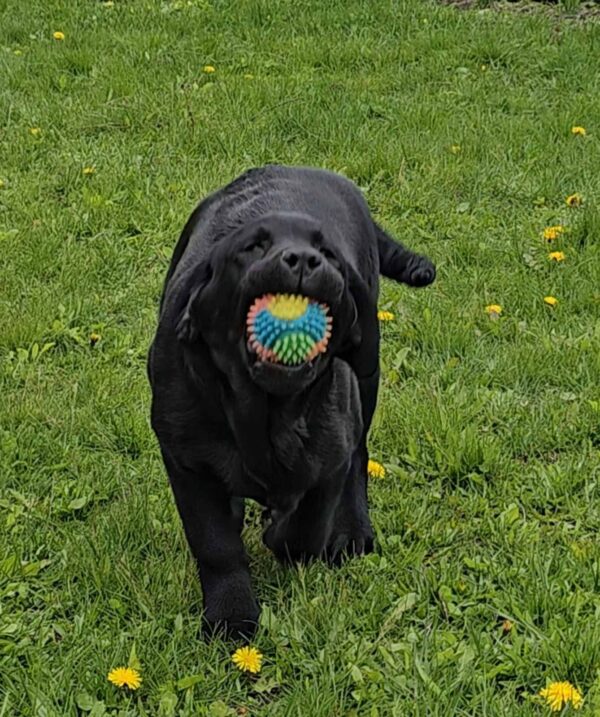 Ricci Labrador Retriever Ricci Labrador Retriever