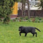 Ricci-male-labrador-retriver-puppy-for-sale-1 (3)