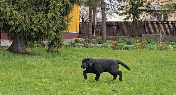 Ricci Labrador Retriever Ricci Labrador Retriever