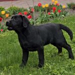 Ricci-male-labrador-retriver-puppy-for-sale-1 (4)