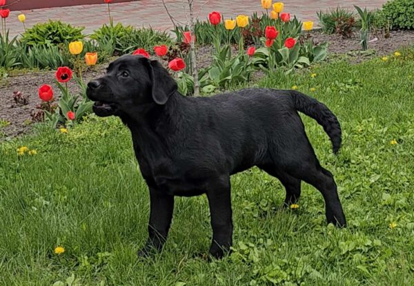 Ricci Labrador Retriever Ricci Labrador Retriever