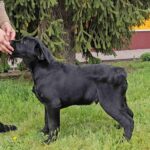 Ricci-male-labrador-retriver-puppy-for-sale-1 (5)