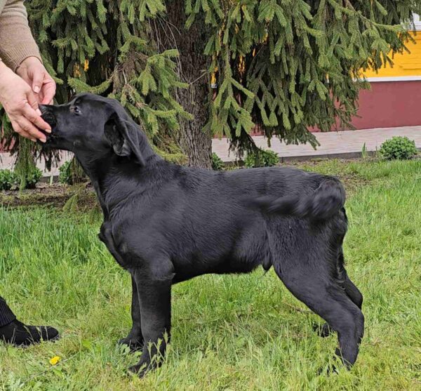 Ricci Labrador Retriever Ricci Labrador Retriever