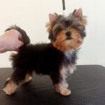 Richard-male-Yorkshire-Terrier-puppy-for-sale-1