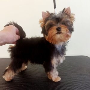 Richard Yorkshire Terrier Richard Yorkshire Terrier