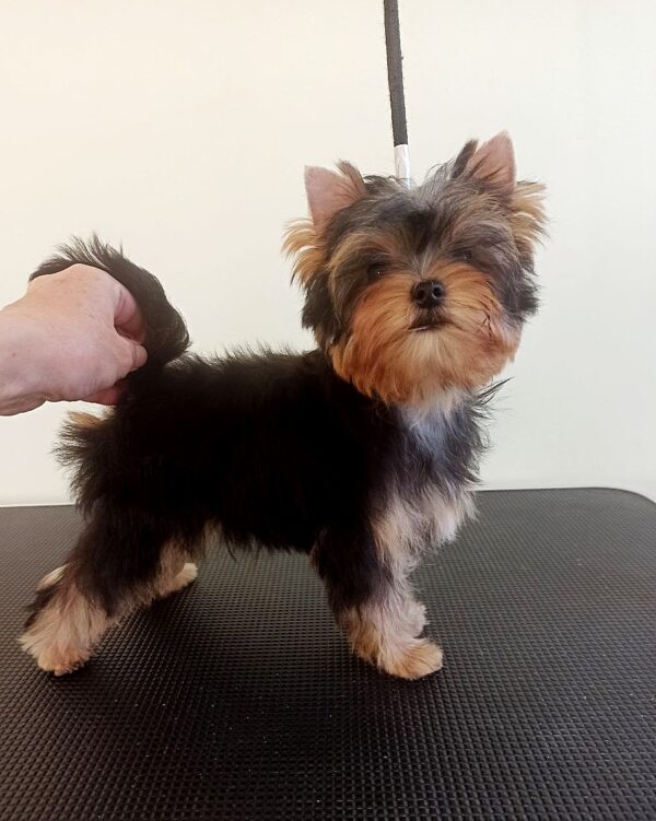 Richard Yorkshire Terrier Richard Yorkshire Terrier