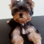 Richard-male-Yorkshire-Terrier-puppy-for-sale-2