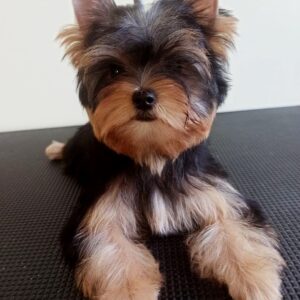 Richard Yorkshire Terrier Richard Yorkshire Terrier